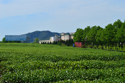 茶業(yè)園區(qū)