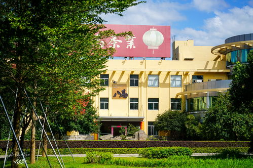 走進安溪鐵觀音之鄉,探訪八馬茶葉百年制茶世家