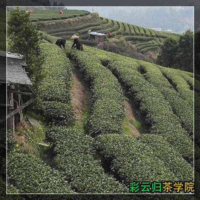 黃山市歙縣昌溪聯(lián)宜茶廠彩云歸茶玫瑰花茶廠家福州中國(guó)一般茶葉價(jià)格表