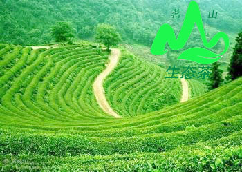 生態茶業迎來春天