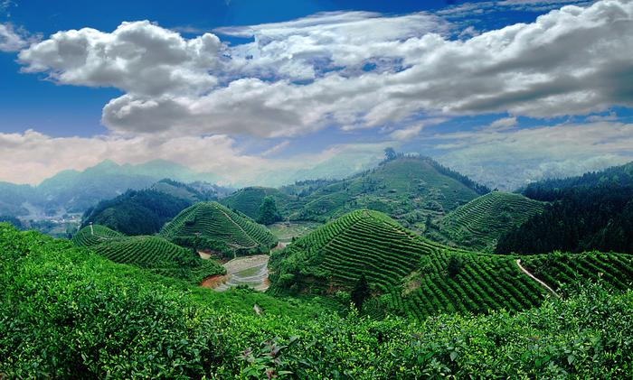 狗牯腦茶入選國(guó)家農(nóng)產(chǎn)品地理標(biāo)志登記保護(hù)名單