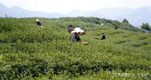 贵州首张生态茶场林业碳票来了