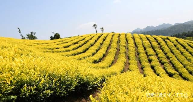 贵州首张生态茶场林业碳票来了