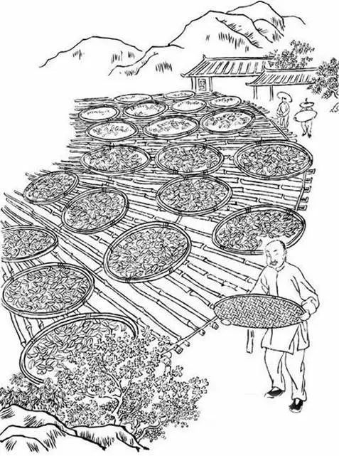 福建武夷岩茶采制技艺：一部活着的历史