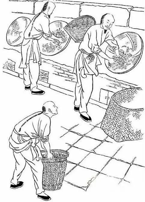 福建武夷岩茶采制技艺:一部活着的历史