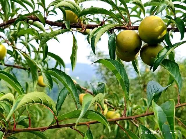 贵州金沙：600亩蜂糖李种植基地产值达40余万元