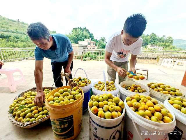 贵州金沙：600亩蜂糖李种植基地产值达40余万元