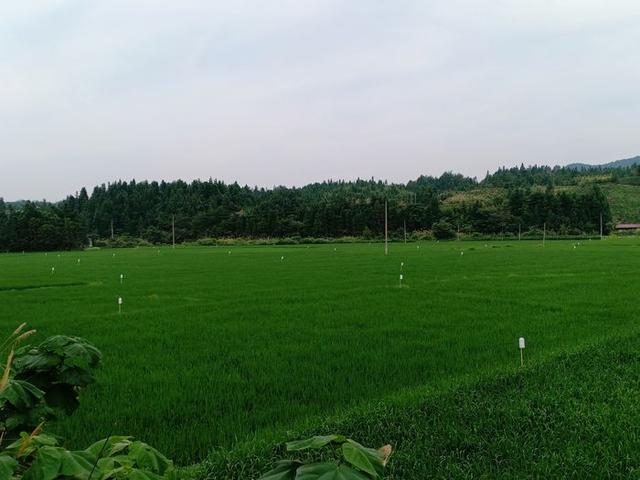 东至县木塔乡:发展绿色农业 助力乡村振兴
