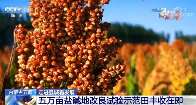 昔日“盐碱贫地” 今日丰收沃野