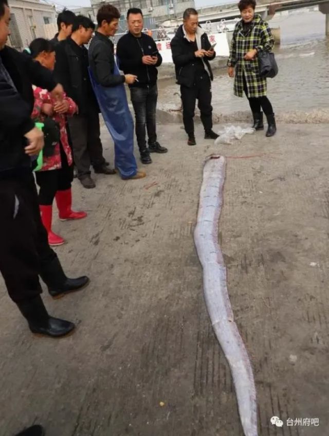 记者洪斌：浙江渔民捕到1条长3米重100多斤的皇带鱼并不大