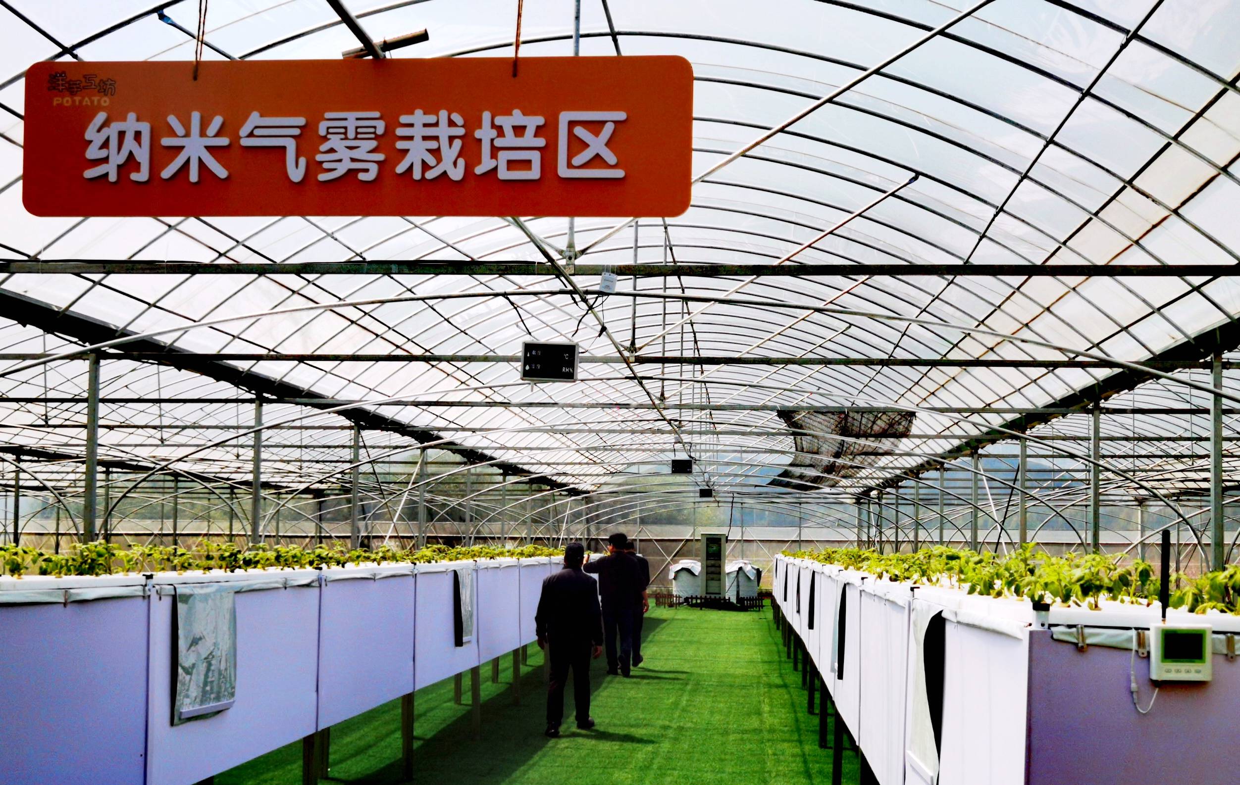 宁波胡陈土豆种在空气中,以乡村振兴引领农民共富