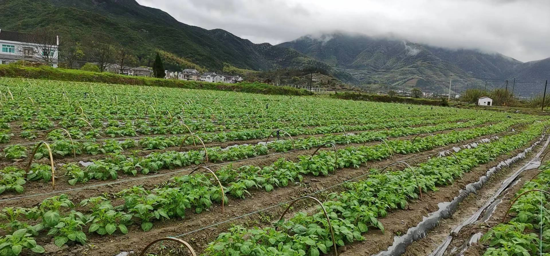 宁波胡陈土豆种在空气中，以乡村振兴引领农民共富 