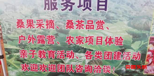 百亩丰硕桑葚园   民众采摘均称甜