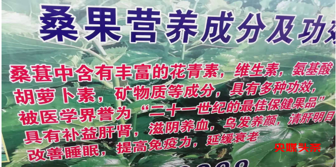 百亩丰硕桑葚园   民众采摘均称甜