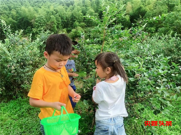 1122180628556229_83.png 象山80后林一平硕士返乡做农民 成了网红"蓝莓王"