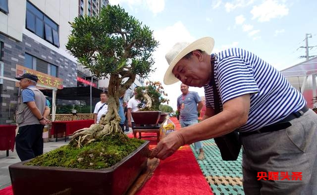 贵州省龙里县盆景艺术盛宴:庆祝中秋国庆,助推旅游与乡村振兴