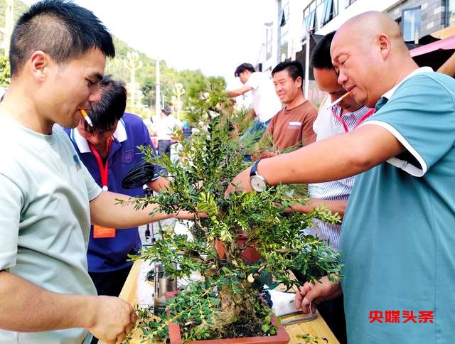 贵州省龙里县盆景艺术盛宴:庆祝中秋国庆,助推旅游与乡村振兴