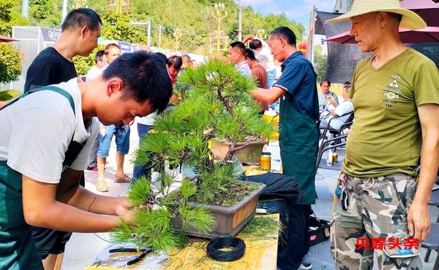 贵州省龙里县盆景艺术盛宴:庆祝中秋国庆,助推旅游与乡村振兴
