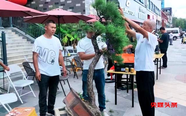 贵州省龙里县盆景艺术盛宴:庆祝中秋国庆,助推旅游与乡村振兴