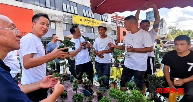 贵州省龙里县盆景艺术盛宴:庆祝中秋国庆,助推旅游与乡村振兴