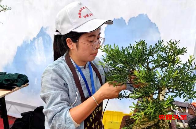 贵州省福泉盆景艺术闪耀泸州：为祖国生日献礼，荣获金、银、铜奖