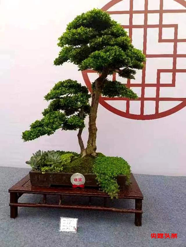 贵州省福泉盆景艺术闪耀泸州:为祖国生日献礼,荣获金、银、铜奖
