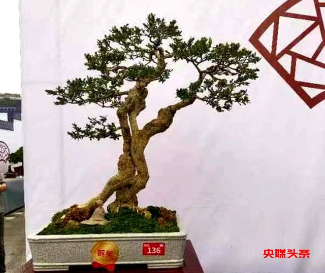 贵州省福泉盆景艺术闪耀泸州：为祖国生日献礼，荣获金、银、铜奖