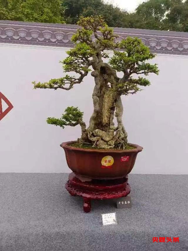 贵州省福泉盆景艺术闪耀泸州:为祖国生日献礼,荣获金、银、铜奖