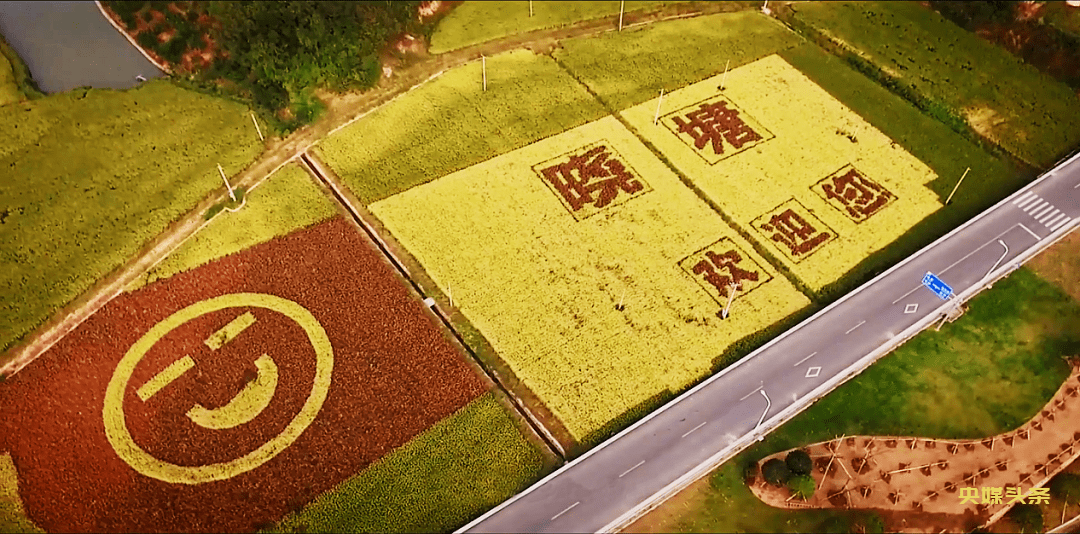 初冬象山红美人开摘了,读洪紫千“双红双绿”感受人间暖春