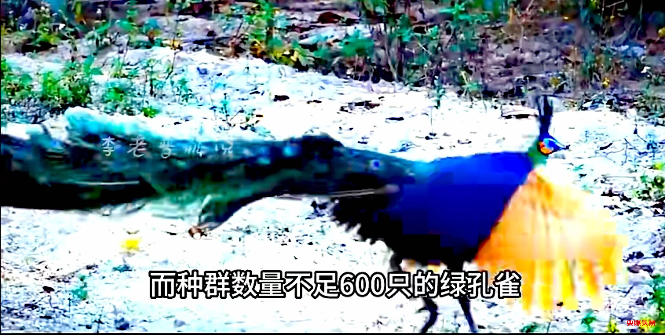 初冬象山红美人开摘了,读洪紫千“双红双绿”感受人间暖春