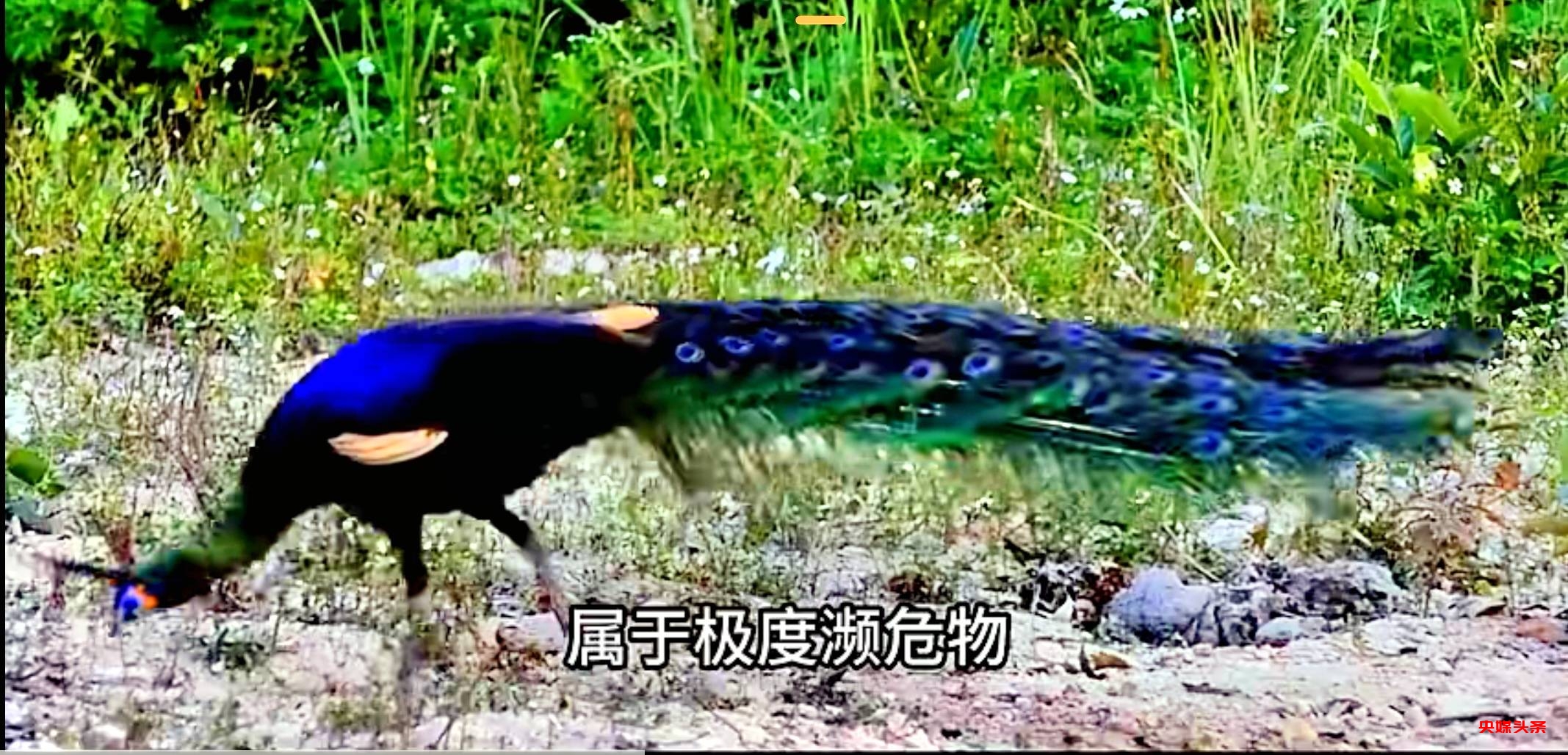 初冬象山红美人开摘了,读洪紫千“双红双绿”感受人间暖春