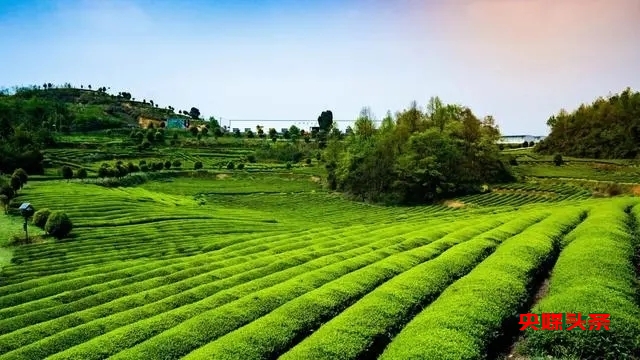 小茶叶“链”动大产业